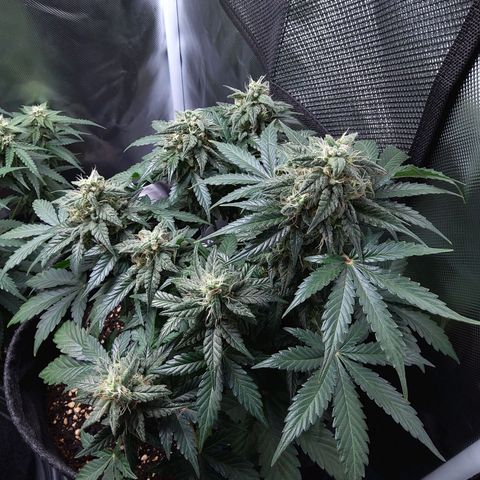 DK growlog timeline photo