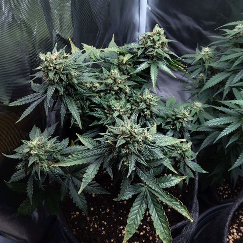 NL growlog timeline photo