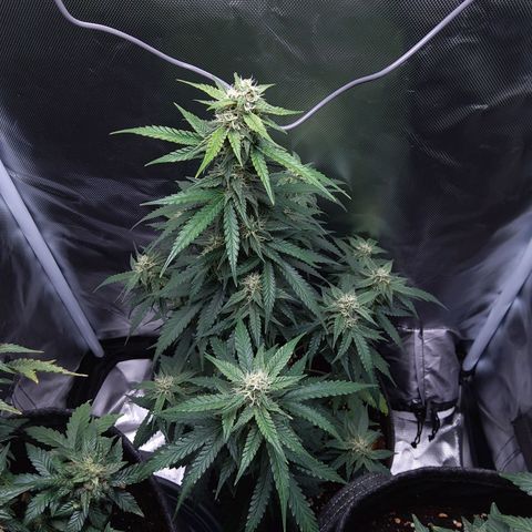 O. G. III growlog timeline photo