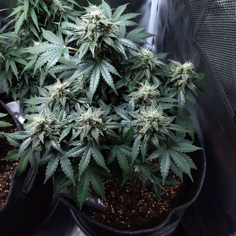 DK growlog timeline photo