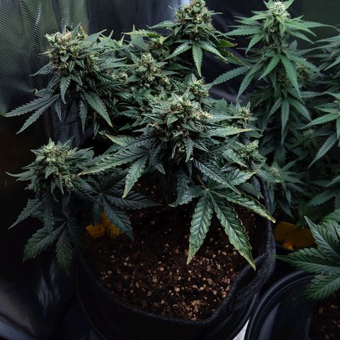 NL growlog timeline photo