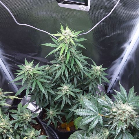 O. G. III growlog timeline photo