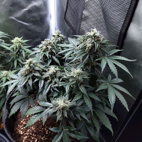 DK growlog timeline photo