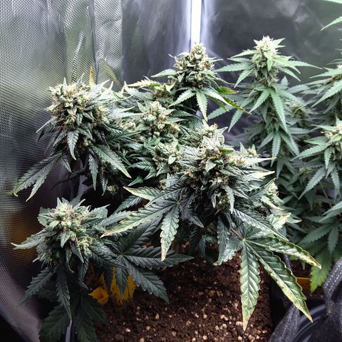 NL growlog timeline photo