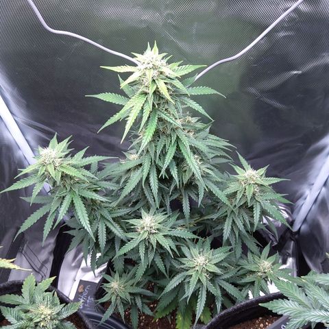 O. G. III growlog timeline photo