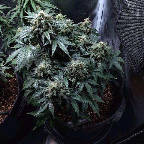DK growlog timeline photo
