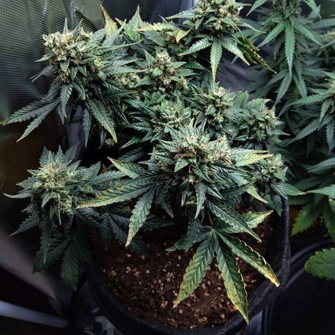 NL growlog timeline photo