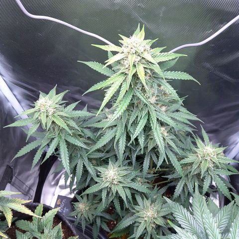 O. G. III growlog timeline photo