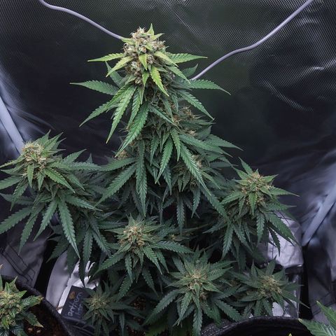 O. G. III growlog timeline photo