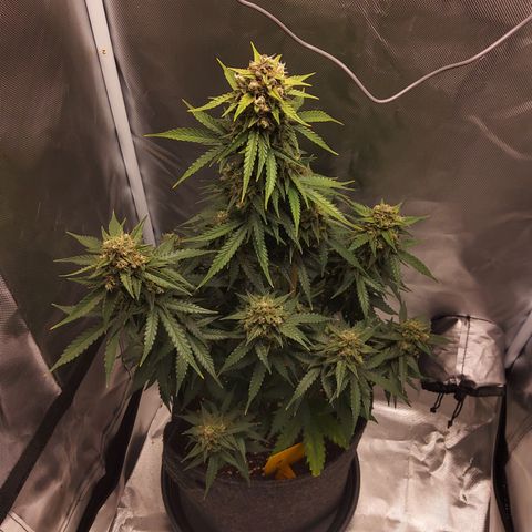 O. G. III growlog timeline photo