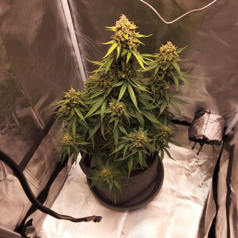 O. G. III growlog timeline photo