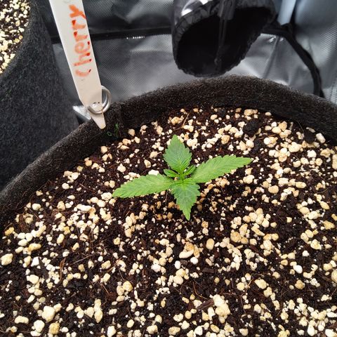 Sieglinde (cherry Cola auto by fastbuds) growlog timeline photo