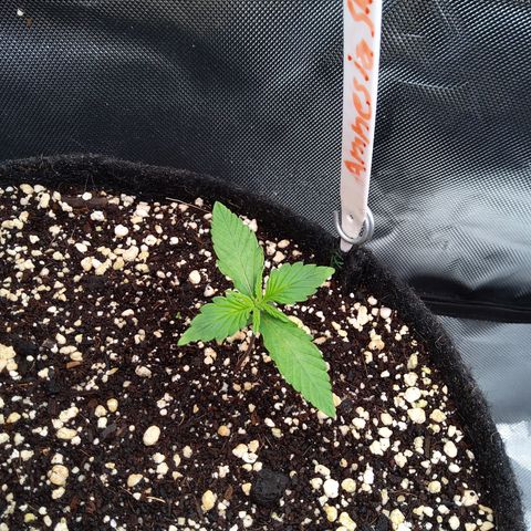 Anneliese (Amnesia zkittlez auto by fastbuds) growlog timeline photo