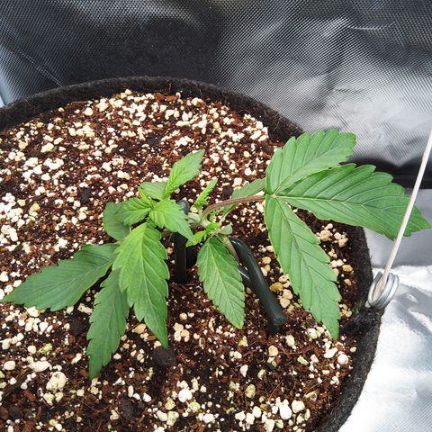Anneliese (Amnesia zkittlez auto by fastbuds) growlog timeline photo