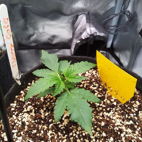 Sieglinde (cherry Cola auto by fastbuds) growlog timeline photo