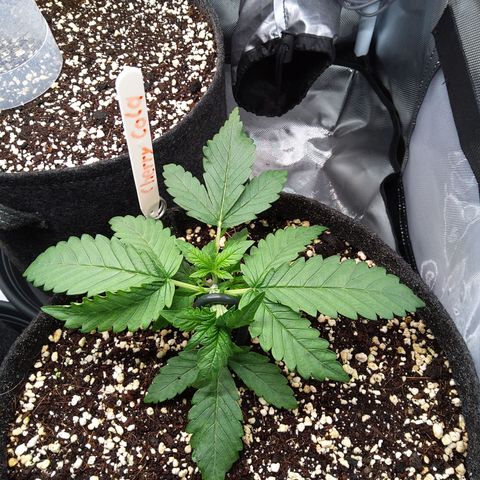 Sieglinde (cherry Cola auto by fastbuds) growlog timeline photo