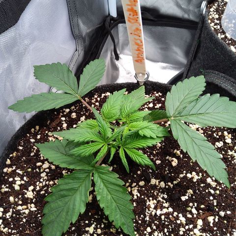 Anneliese (Amnesia zkittlez auto by fastbuds) growlog timeline photo