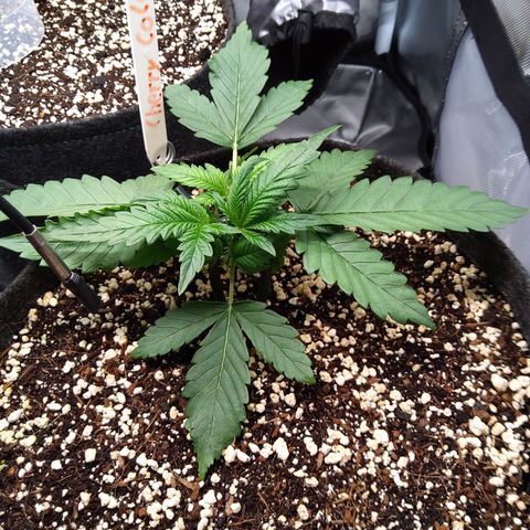 Sieglinde (cherry Cola auto by fastbuds) growlog timeline photo