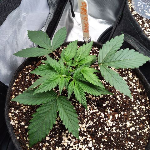 Anneliese (Amnesia zkittlez auto by fastbuds) growlog timeline photo