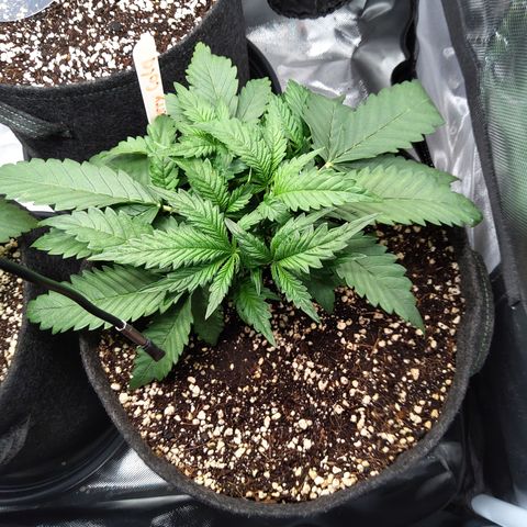Sieglinde (cherry Cola auto by fastbuds) growlog timeline photo
