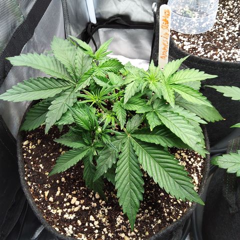 Anneliese (Amnesia zkittlez auto by fastbuds) growlog timeline photo