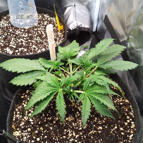 Sieglinde (cherry Cola auto by fastbuds) growlog timeline photo