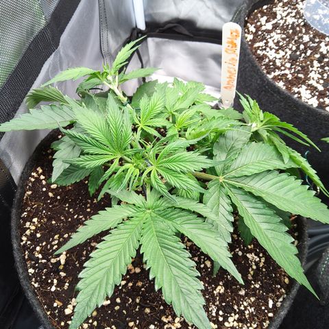 Anneliese (Amnesia zkittlez auto by fastbuds) growlog timeline photo
