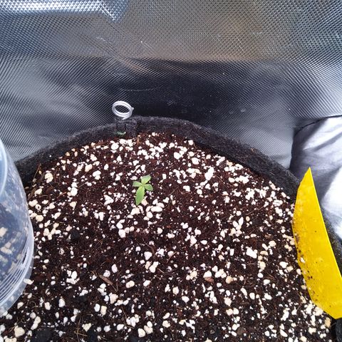 Northern Lights Auto by White Label growlog timeline photo