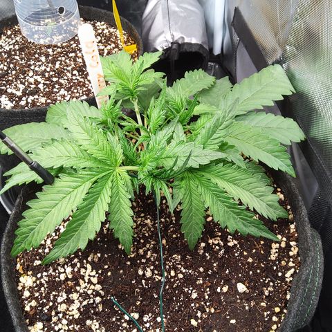 Sieglinde (cherry Cola auto by fastbuds) growlog timeline photo