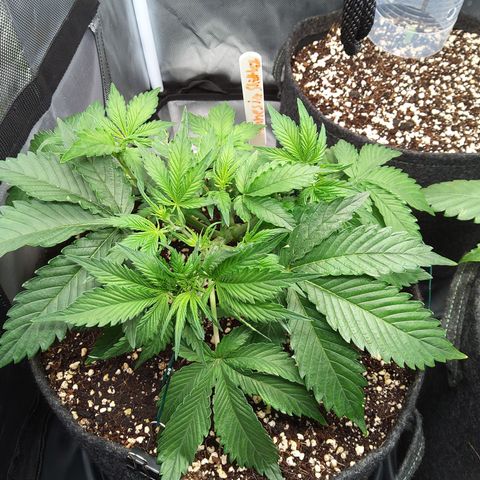 Anneliese (Amnesia zkittlez auto by fastbuds) growlog timeline photo