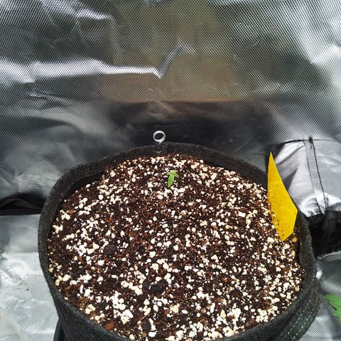 Northern Lights Auto by White Label growlog timeline photo