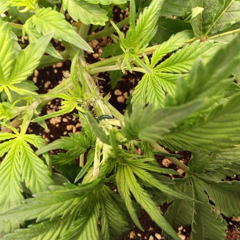 Anneliese (Amnesia zkittlez auto by fastbuds) growlog timeline photo