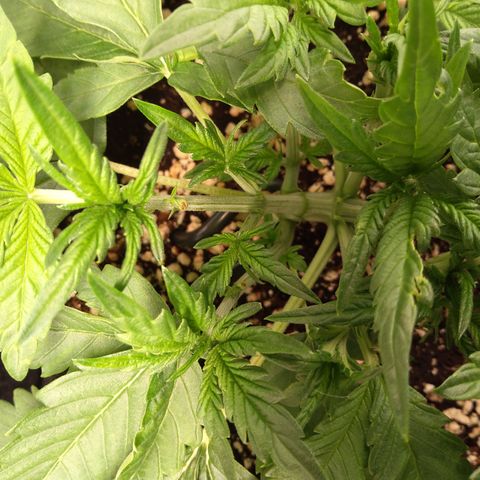 Sieglinde (cherry Cola auto by fastbuds) growlog timeline photo