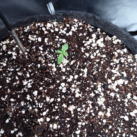 Northern Lights Auto by White Label growlog timeline photo