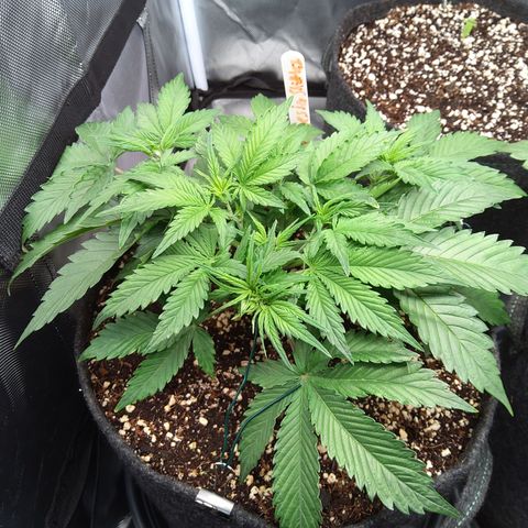 Anneliese (Amnesia zkittlez auto by fastbuds) growlog timeline photo