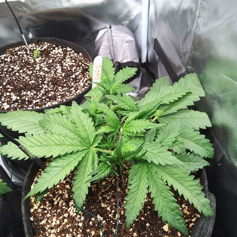 Sieglinde (cherry Cola auto by fastbuds) growlog timeline photo
