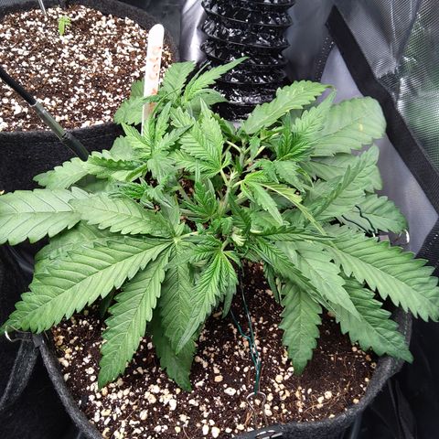Sieglinde (cherry Cola auto by fastbuds) growlog timeline photo