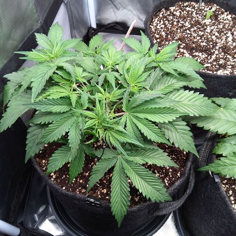 Anneliese (Amnesia zkittlez auto by fastbuds) growlog timeline photo