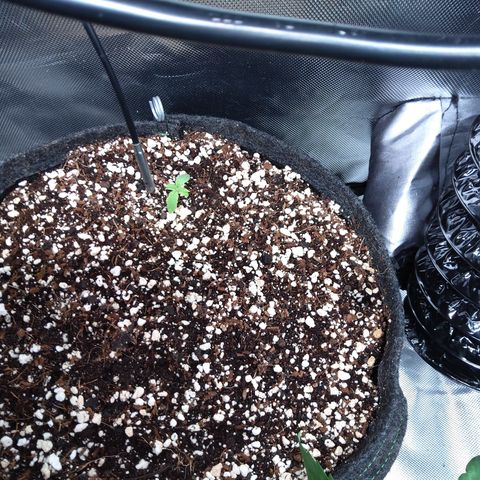 Northern Lights Auto by White Label growlog timeline photo