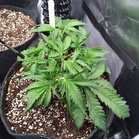 Sieglinde (cherry Cola auto by fastbuds) growlog timeline photo