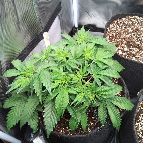 Anneliese (Amnesia zkittlez auto by fastbuds) growlog timeline photo