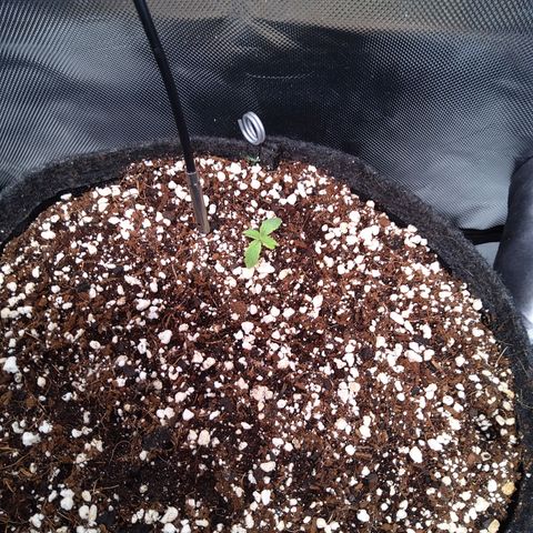 Northern Lights Auto by White Label growlog timeline photo