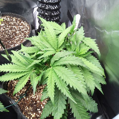 Sieglinde (cherry Cola auto by fastbuds) growlog timeline photo