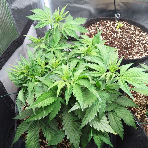 Anneliese (Amnesia zkittlez auto by fastbuds) growlog timeline photo