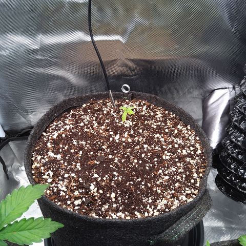Northern Lights Auto by White Label growlog timeline photo