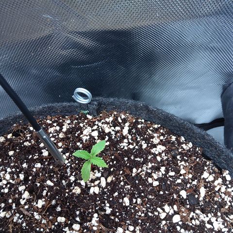 Northern Lights Auto by White Label growlog timeline photo