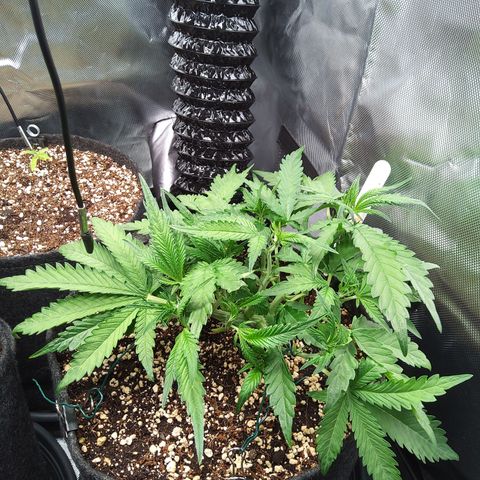Sieglinde (cherry Cola auto by fastbuds) growlog timeline photo