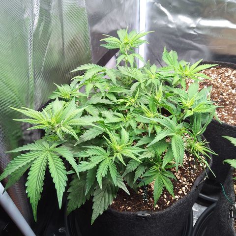 Anneliese (Amnesia zkittlez auto by fastbuds) growlog timeline photo