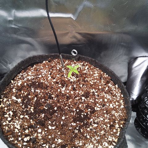 Northern Lights Auto by White Label growlog timeline photo
