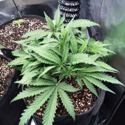 Sieglinde (cherry Cola auto by fastbuds) growlog timeline photo